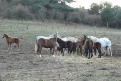 El estado físico de los caballos de Boñar ha mejorado tras los cuidados que han recibido desde final