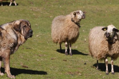 Un mastín atento a la defensa de las ovejas. JESÚS F. SALVADORES