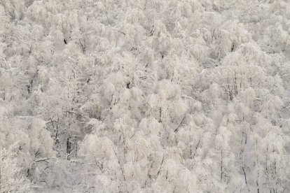 Nieve en los bosques de Pajares. EDUARDO ALONSO (DUDU)