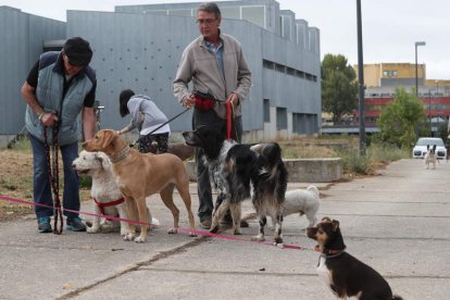 Un grupo de perros pasean atados en una zona en la que tradicionalmente han ido sueltos. ANA F. BARREDO