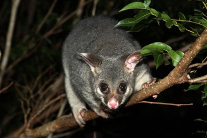 Una zarigüeya, una de las especies que el Gobierno de Nueva Zelanda plantea eliminar antes del 2050.