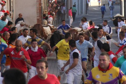 Imagen del encierro celebrado ayer por las calles de la localidad segoviana de Cuéllar.