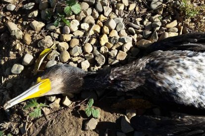 Cormorán grande abatido en la zona del bajo Esla. P.V.