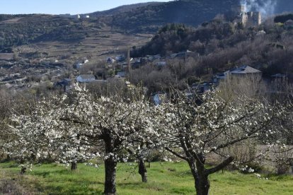 Los cerezos de Corullón, ya en flor.