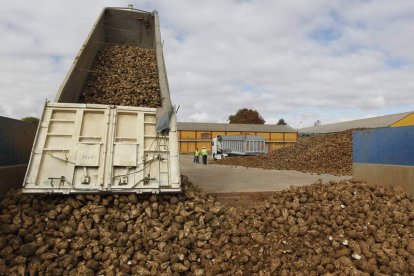 Un camión bascula su carga de remolacha en la fábrica azucarera de La Bañeza.