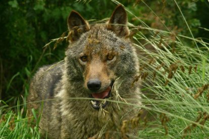 Los expertos aseguran que los controles hacia los miembros de las manadas son necesarios para predecir el futuro de la especie. DL