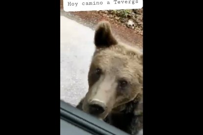 Fotograma del vídeo en el que el oso está a escasos metros de los ocupantes del vehículo. RRSS