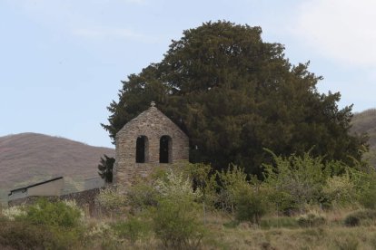 El tejo de San Cristóbal de Valdueza tiene más de mil doscientos años. Abajo, secuencia del video difundido por Medio Rural donde se aprecia el corte en la raiz y el hueco abierto para introducir una cruz de madera con el nombre de Lourdes, oculta para la corteza hueca. «Un ataque salvaje» denuncia el edil Iván Alonso. DL