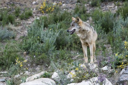 Lobo criado en semilibertad en el centro del lobo ibérico de Castilla y León. MARIAM A. MONTESINOS