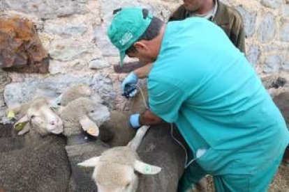 vacunación de reses en la zona norte de León frente a la lengua azul