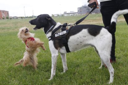 Carlos Santamarta con Nilo y Clara con Capitán en un paseo un día nublado. RAMIRO