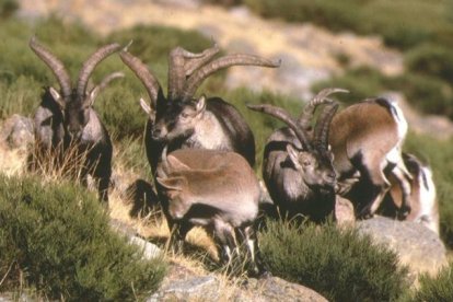 Ejemplares de cabra montés. DL