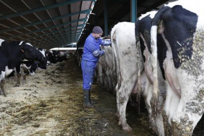 Una ganadería con vacas lecheras en León