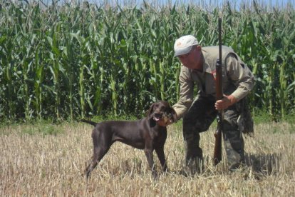 Un perro cobra una  codorniz durante una jornada de caza en el Páramo.