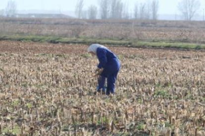 Una trabajadora recolecta el maíz que  recogió la cosechadora en un maizal.