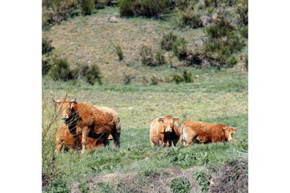 Un animal vacuno en una explotación ganadera de la provincia de León. Ramiro