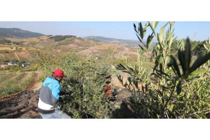 Imagen de la campaña de recogida de la oliva en la zona de Pieros, entre Cacabelos y Villafranca del Bierzo. ANA F. BARREDO