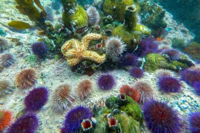 Una estrella de mar se desplaza a lo largo de un arrecife entre erizos de mar en el océano Índico. NIC BOTHMA