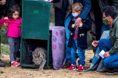 Último linces soltado en Ciudad Real, en febrero de este año. EFE