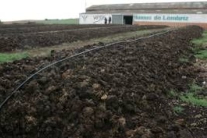 Campo de explotación de humus de lombrices en el Órbigo, en una de las dos fábricas de la provincia