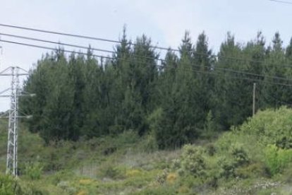 Una foto de un bosque de pinos en el pantano de Bárcena.