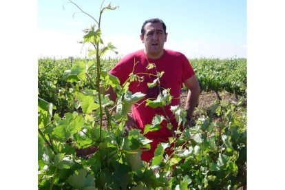 Carlos Álvarez Alonso en laviña familiarque se extiende tras la bodega,en Valdevimbre.