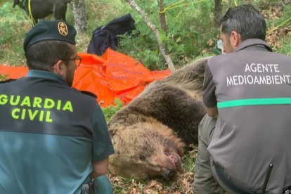 El oso ha aparecido hoy, mientras la hembra malherida y su cría siguen sin aparecer. EFE