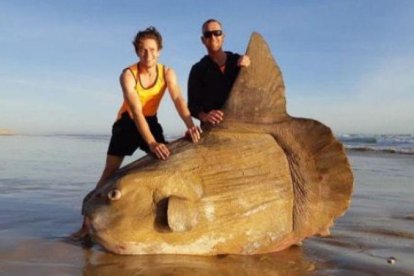 Pez luna hallado en la desembocadura del río Murray, en Australia