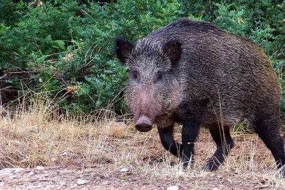 Los agricultores aseguran que sólo con la caza no son capaces de controlar la población de jabalíes. EFE