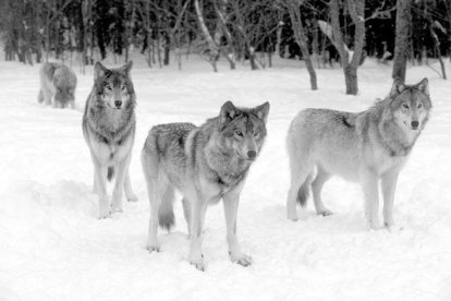 Lobos en la nieve. C. GRAFI