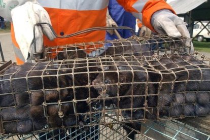 Ejemplares de visón americano en una jaula. TORRECILLA