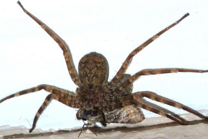 Ejemplar de araña selenopidae, comunmente conocida como araña voladora.