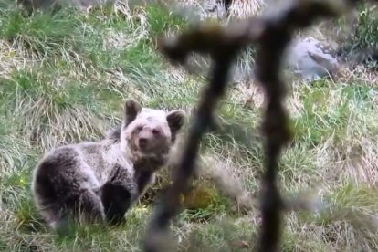 Una de las ejemplares, Saba, fue soltada en las inmediaciones de Sabadia, en Picos de Europa. DL