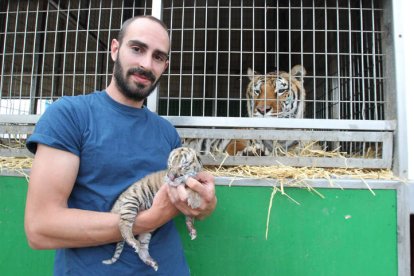 Ivano Macaggi, del Circo Wonderland, con el pequeño tigre León a la vista de su madre, Balú.