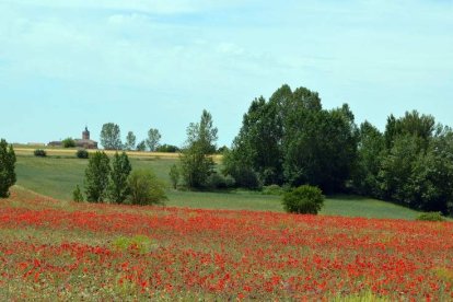 Campo de amapolas con Grajal de Campos al fondo. DL