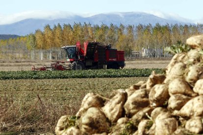 Recogida de remolacha en una finca de Santibáñez de la Isla. MARCIANO PÉREZ