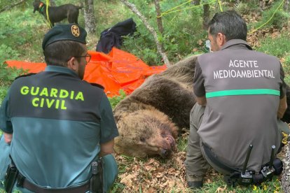 Imagen del oso muerto en la montaña de Palencia. JUNTA DE CASTILLA Y LEÓN