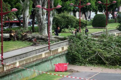 Los operarios iniciaron ayer la tala por seguridad y para despejar los viales del paseo de Salamanca