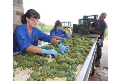 Las primeras uvas de la cosecha empezaron a ser seleccionadas ayer