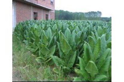 Los productores de tabaco generan al año 136.000 kilos en la comarca