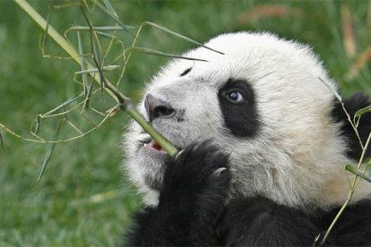 Un oso panda se come un tallo de bambú.