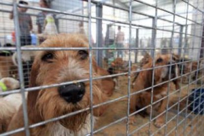 Perros de distintas razas se exhibieron ayer en el recinto ferial de Villafranca.