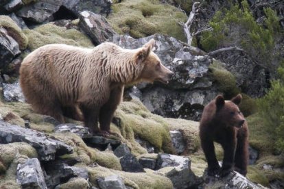 Una osa pasea con su cría por una zona de la Cordillera Cantábrica. FUNDACIÓN OSO PARDO