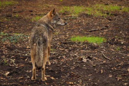 Ejemplar macho de Lobo Ibérico. ELISEO TRIGO