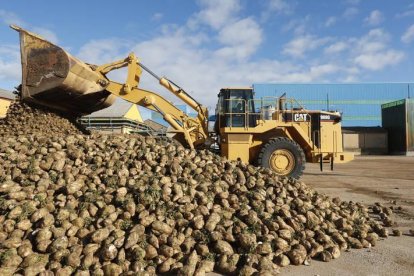 Recepción de remolacha en la Azucarera.