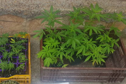 El dueño de la vivienda tenía las plantas de marihuana en la ventana