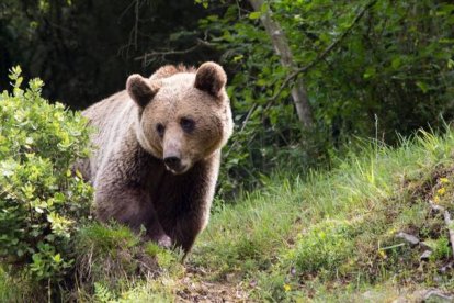 Imagen de archivo de un oso pardo. ICAL