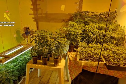 Una de las plantaciones de marihuana que han sido intervenidas en San Miguel del Camino. SUBDELEGACIÓN DEL GOBIERNO