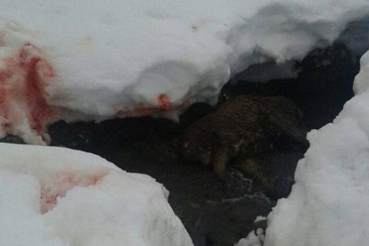 La nieve se ha teñido de rojo en el municipio de Boca de Huérgano, debido a la decapitación de los ciervos que han muerto por falta de alimento.