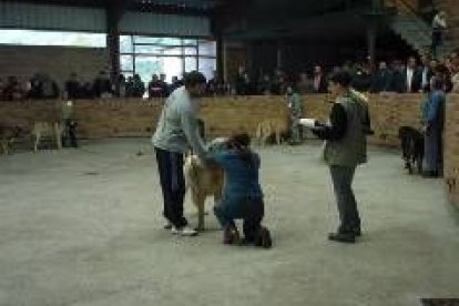 Un momento de la penúltima cita del campeonato, celebrada ayer en Villablino